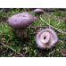 Мицелий Млечника обыкновенного / Гладыш (Lactarius trivialis)